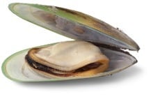 Green-Lipped Mussel