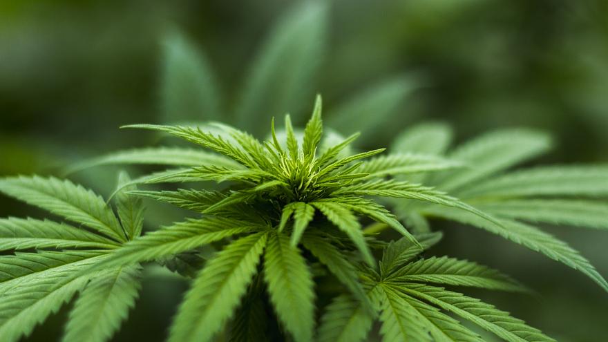 cannabis legalization project Morocco