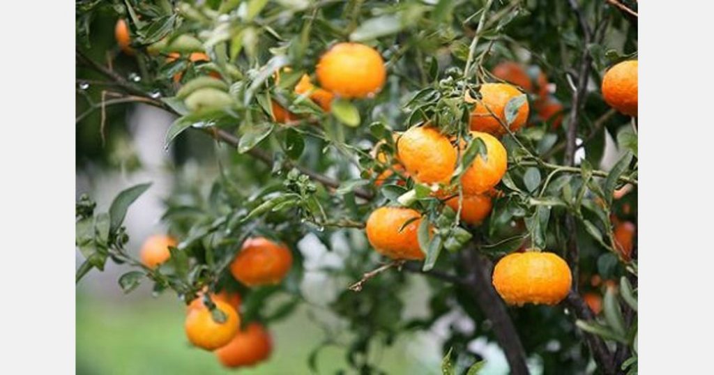 Tunisian Citrus Fruits Export Increase