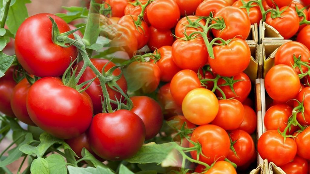 Info Alert, These Contaminated Tomatoes Are Circulating Throughout Europe, Be Careful