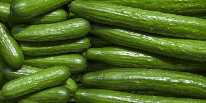 In 2022/23, Morocco Exported a Total Volume of 21,400 Tonnes of Cucumbers
