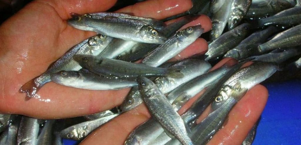 Aquaculture in Tunisia Must Optimize Fish Feed