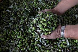 Tunisia: An Olive Oil Producer Facing Drought and Inflation
